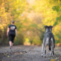 The dog is abandoned by its owner in the forest. Back view