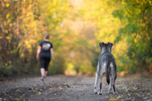 The dog is abandoned by its owner in the forest. Back view