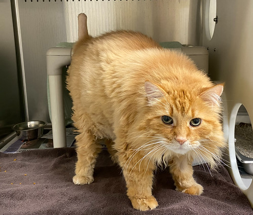 Orange cat with tail amputation.