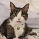 Senior cat looking at camera