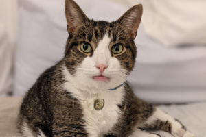 Senior cat looking at camera