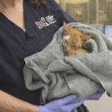 OHS veterinarian holding an injured cat