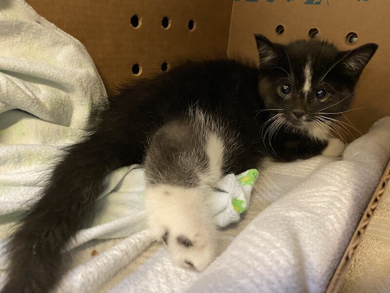 Flower the Kitten with an injured leg