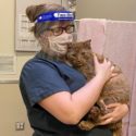 OHS Staff wearing face shield holding injured cat