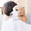 Close-up portrait of sad beagle dog looking away over shoulder of brunette girl. Woman in white attire with short brown hair holding big puppy and carrying him home.