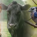 Cat bird cow