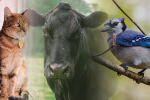 Cat bird cow