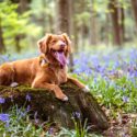 Dog in a meadow