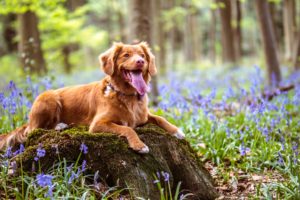 Dog in a meadow