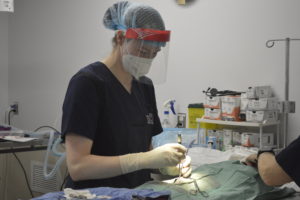 OHS veterinarian performing a sterilization surgery
