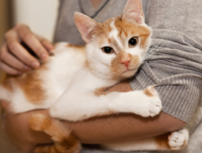 arms holding cat