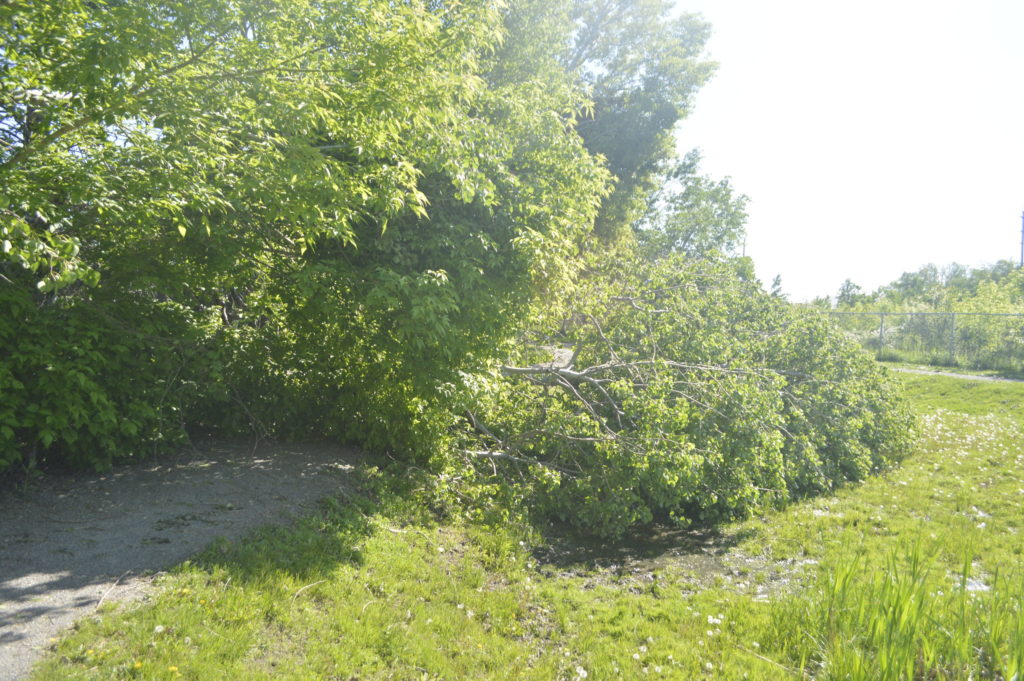 Tree downed in outdoor dog run