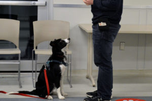 dog sitting in front owner