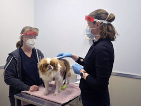 microchip scanning