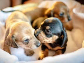 puppies