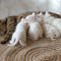 mother cat and her babies
