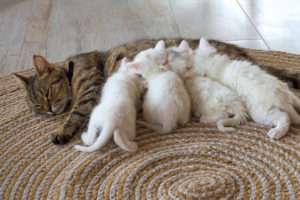 mother cat and her babies