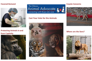 multiple animal advocate articles in a collage