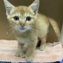 small orange kitten with ocular discharge