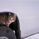 Cat hiding from the elements in a car