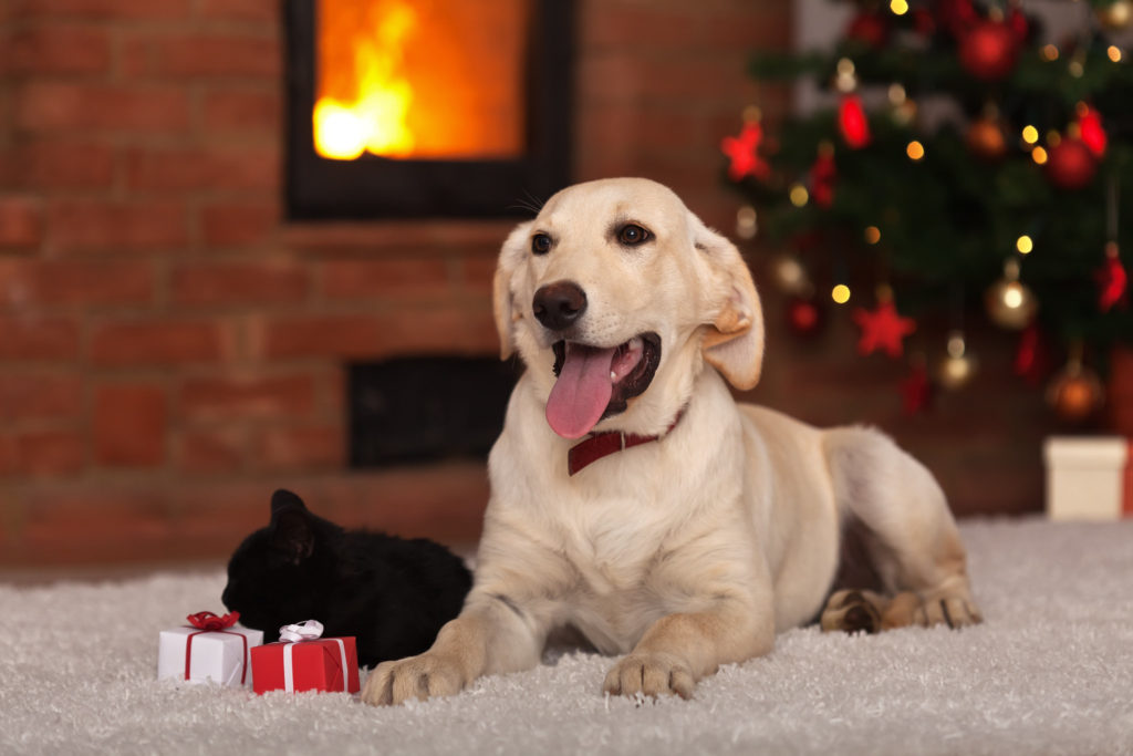animals receiving gifts