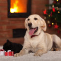 animals receiving gifts