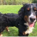 Willow, bernese mountain dog