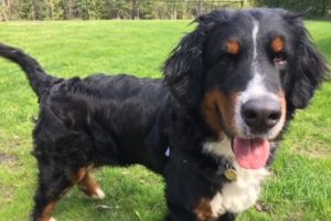 Willow, bernese mountain dog