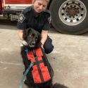 Fire fighter with a volunteer dog.