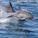 Dolphins swimming