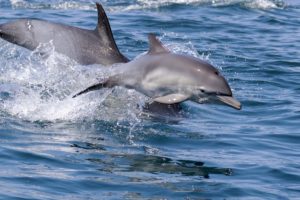 Dolphins swimming