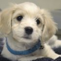 Cute dog