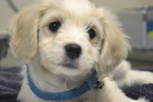 Cute dog
