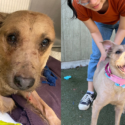 Daisy, a sweet dog who came to the OHS with terrible wounds on her neck, is one of the many animals who got a second chance thanks to a community that cares.