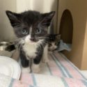 Eve, an orphaned kitten who was brought to the OHS this week