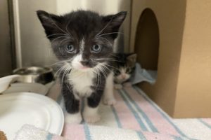 Eve, an orphaned kitten who was brought to the OHS this week