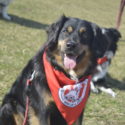 Chance, a black and tan dog