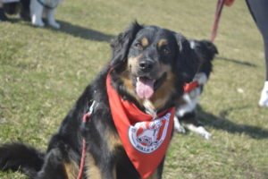 Chance, a black and tan dog