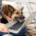 Dog looking at a computer