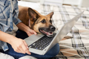 Dog looking at a computer