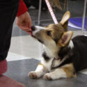 Dog training