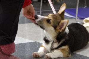 Dog training
