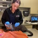 Alysha, Vet Tech with cat