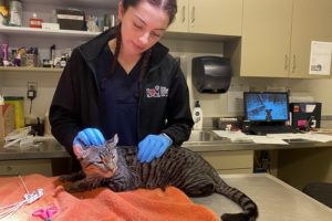 Alysha, Vet Tech with cat
