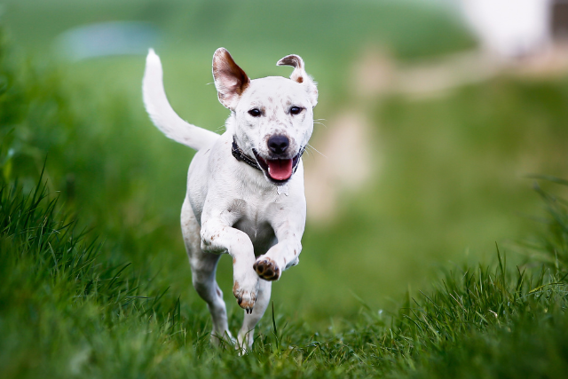 white medium sized dog running towards camera