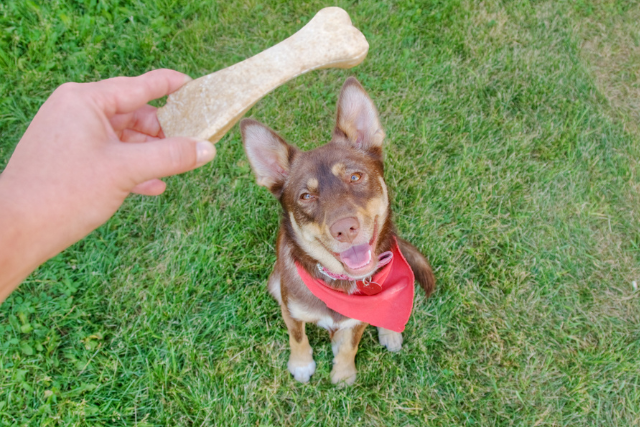 dog sitting and waiting patiently for a treat