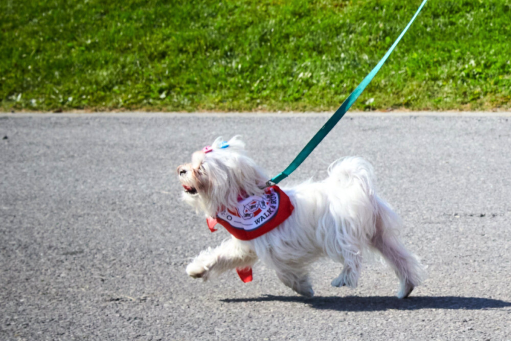 A dog trotting along on a sunny day. 