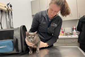 OHS Veterinarian working with a cat.