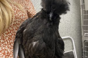 OHS staff member holding a black polish chicken.