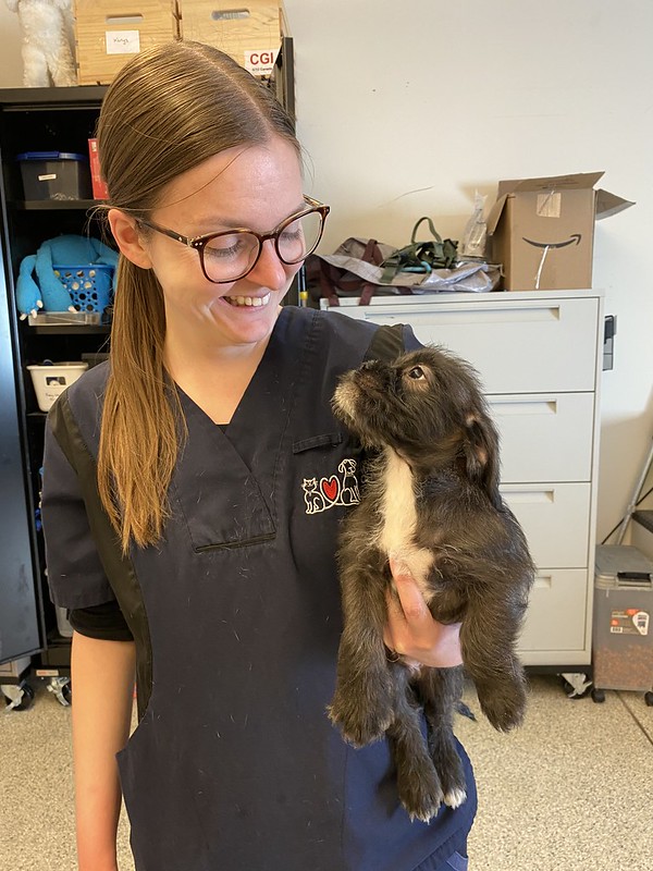 Veterinarian looking at a puppy.